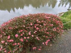 149 PARC ORIENTAL DE MAULEVIER MAINE ET LOIRE 2016 N2_000032